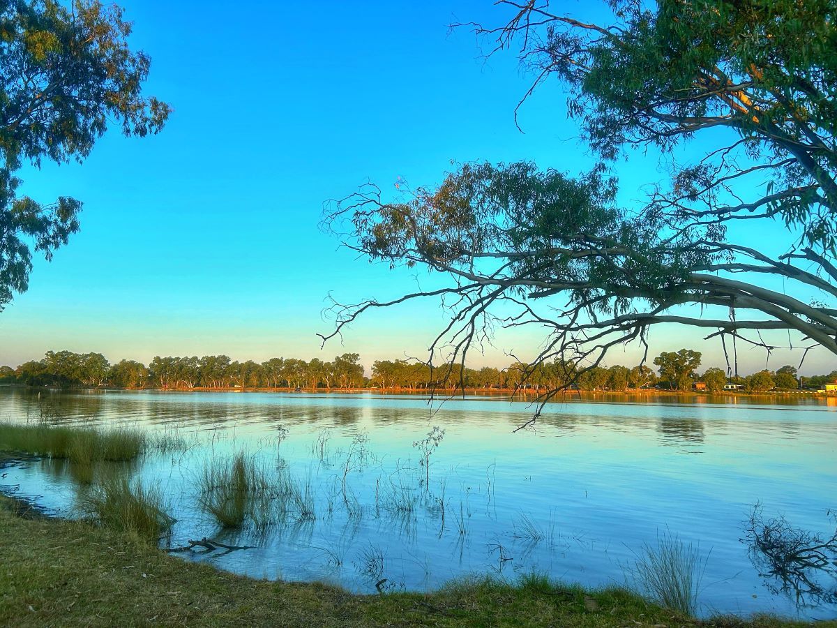 View of a lake from the shore, with water plants in shallows near the bank, and the trees on the opposite shore reflecting n the water.